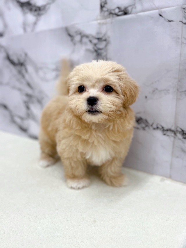 神奈川県のペキプー(ペキニーズ×プードル) (かねだい東戸塚店/2025年10月3日生まれ/女の子/アプリコット)の子犬の4枚目の画像