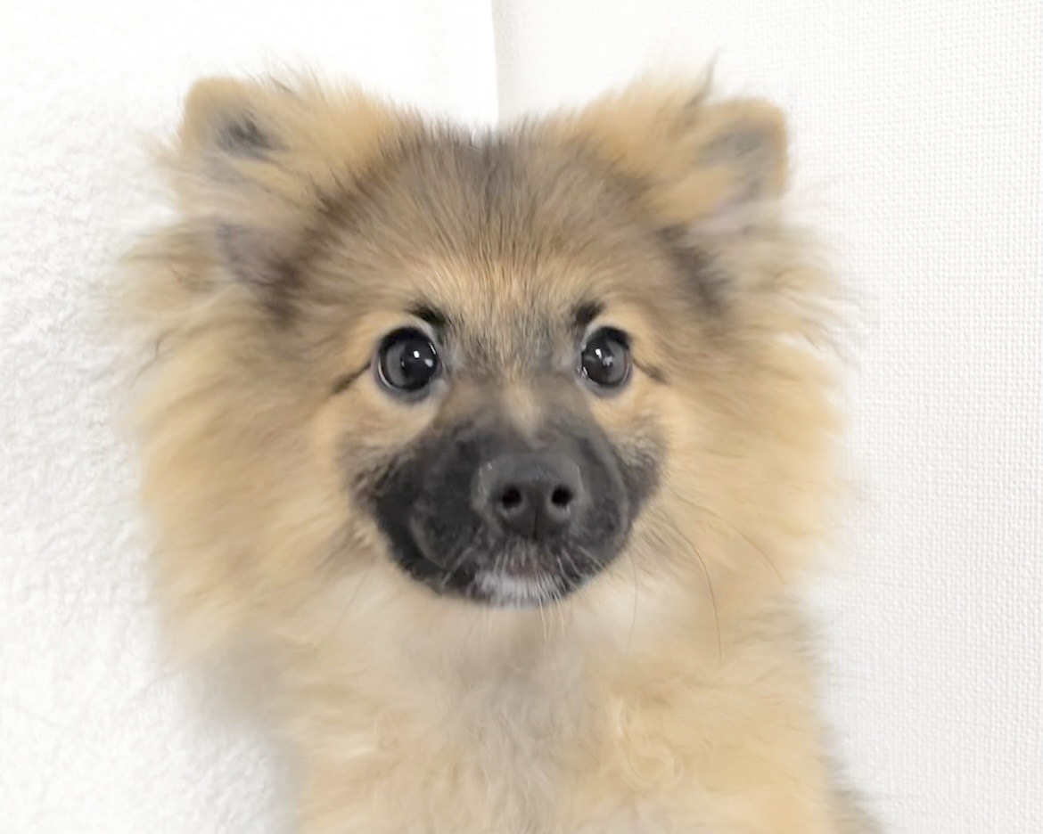 群馬県のポメラニアン (かねだいペットトライアル桐生/2025年8月4日生まれ/男の子/オレンジセーブル)の子犬の1枚目の画像