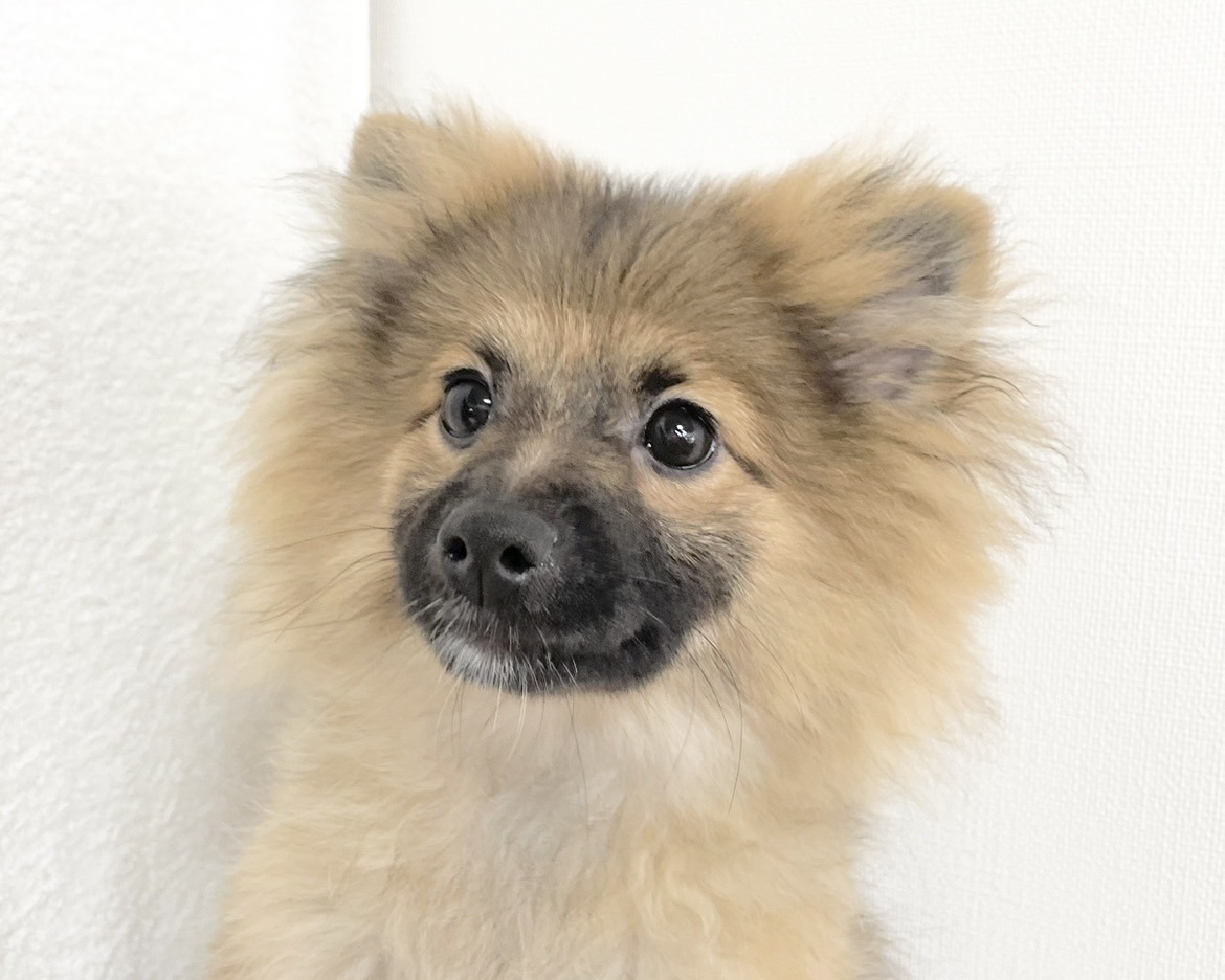 群馬県のポメラニアン (かねだいペットトライアル桐生/2025年8月4日生まれ/男の子/オレンジセーブル)の子犬の3枚目の画像