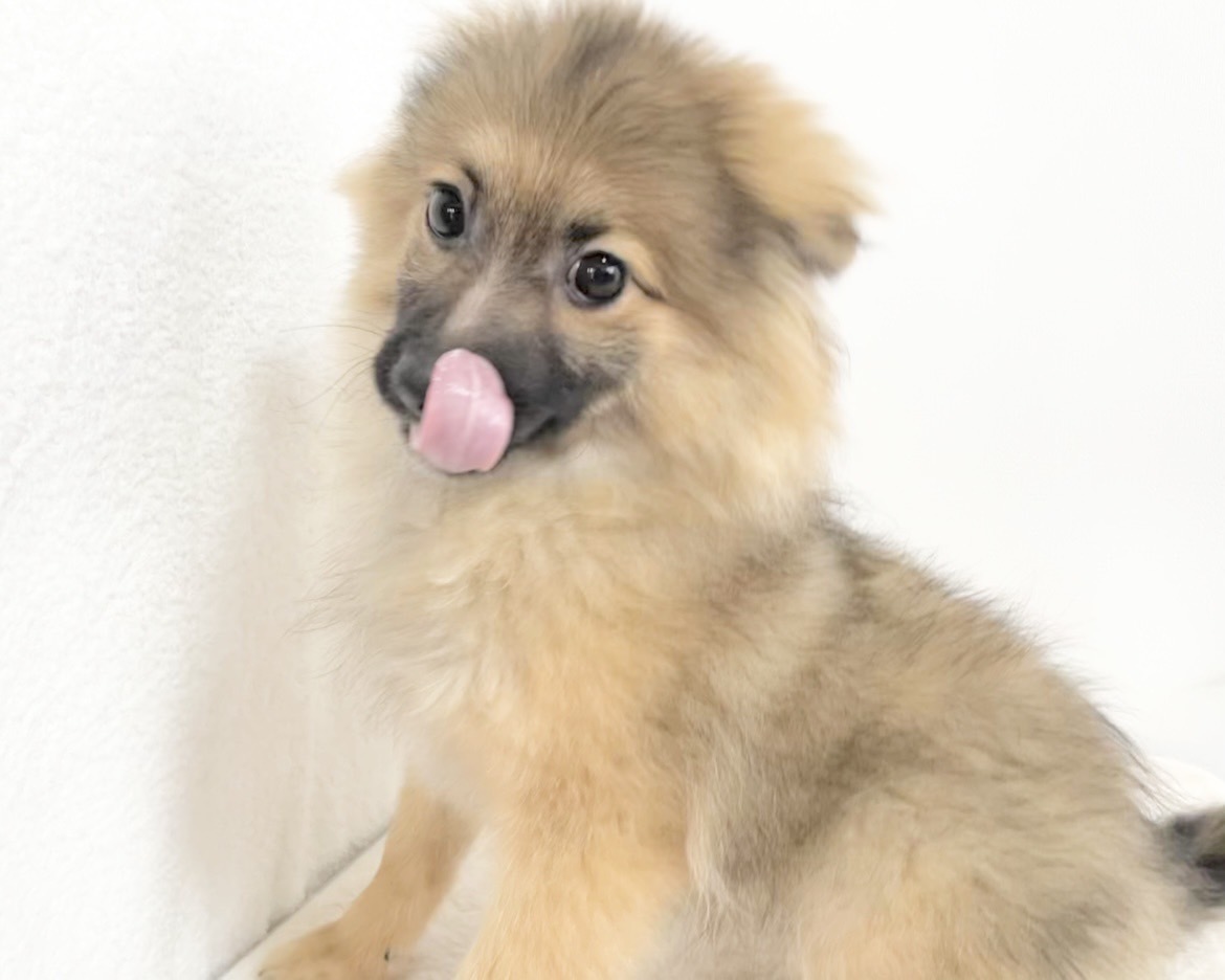 群馬県のポメラニアン (かねだいペットトライアル桐生/2025年8月4日生まれ/男の子/オレンジセーブル)の子犬の4枚目の画像