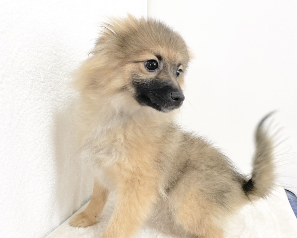 群馬県のポメラニアン (かねだいペットトライアル桐生/2025年8月4日生まれ/男の子/オレンジセーブル)の子犬の4枚目の画像