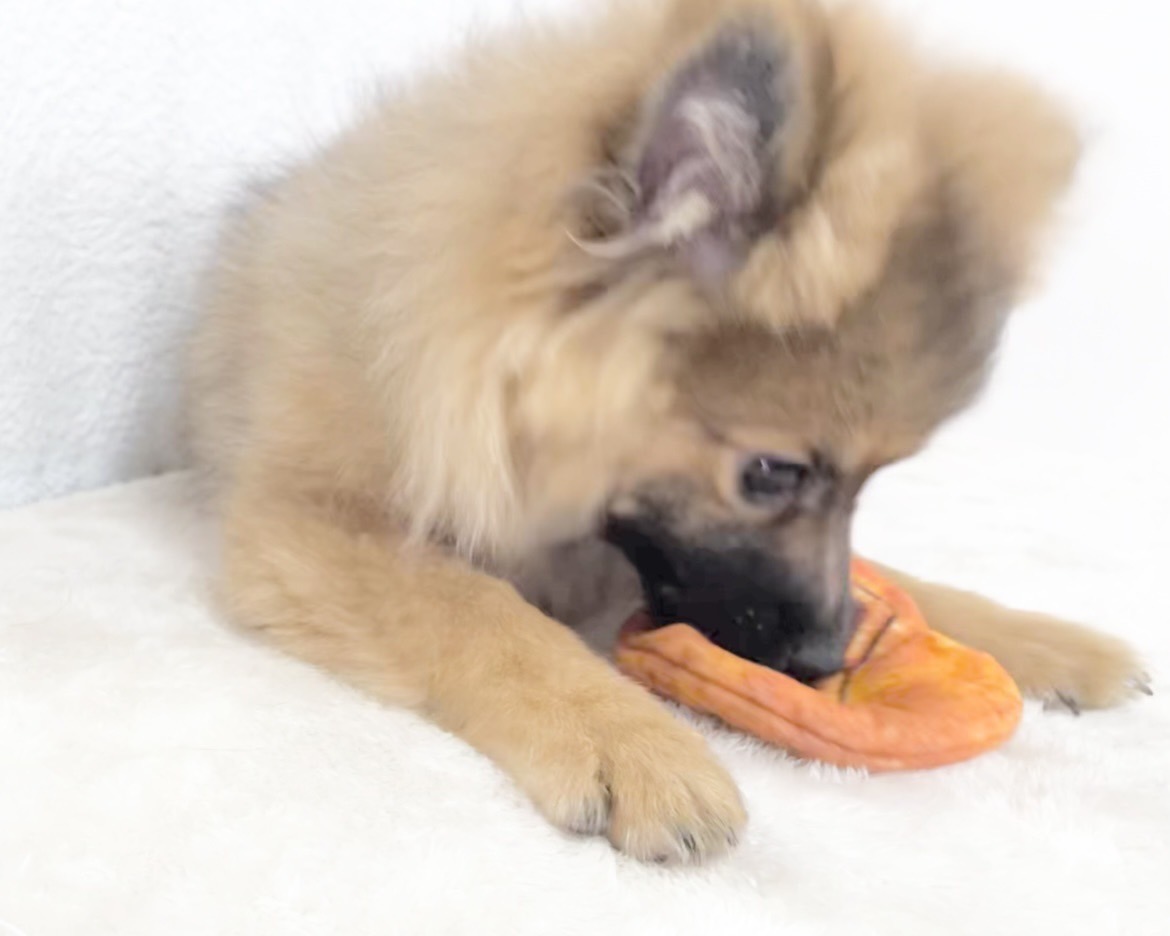 群馬県のポメラニアン (かねだいペットトライアル桐生/2025年8月4日生まれ/男の子/オレンジセーブル)の子犬の4枚目の画像