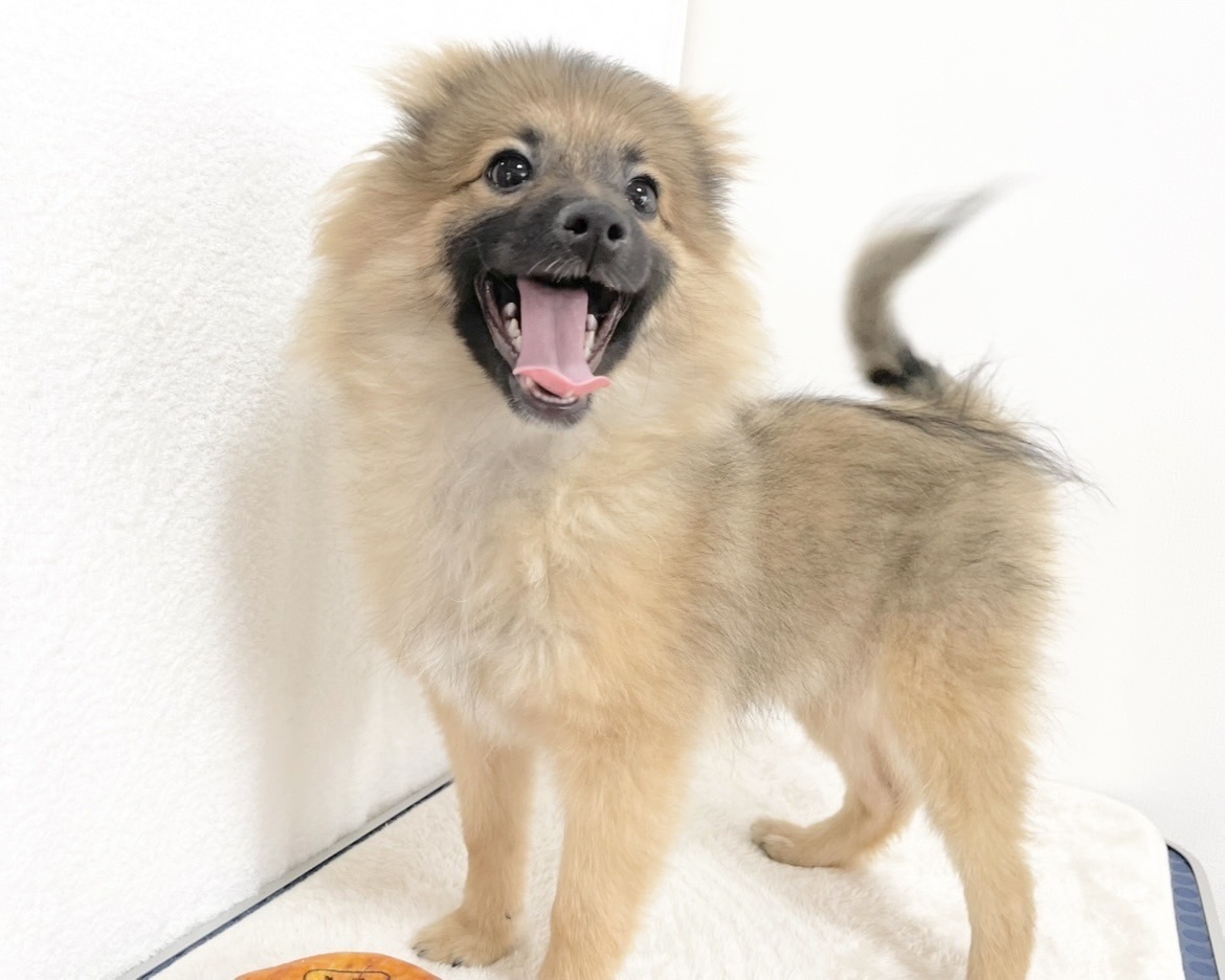 群馬県のポメラニアン (かねだいペットトライアル桐生/2025年8月4日生まれ/男の子/オレンジセーブル)の子犬の2枚目の画像