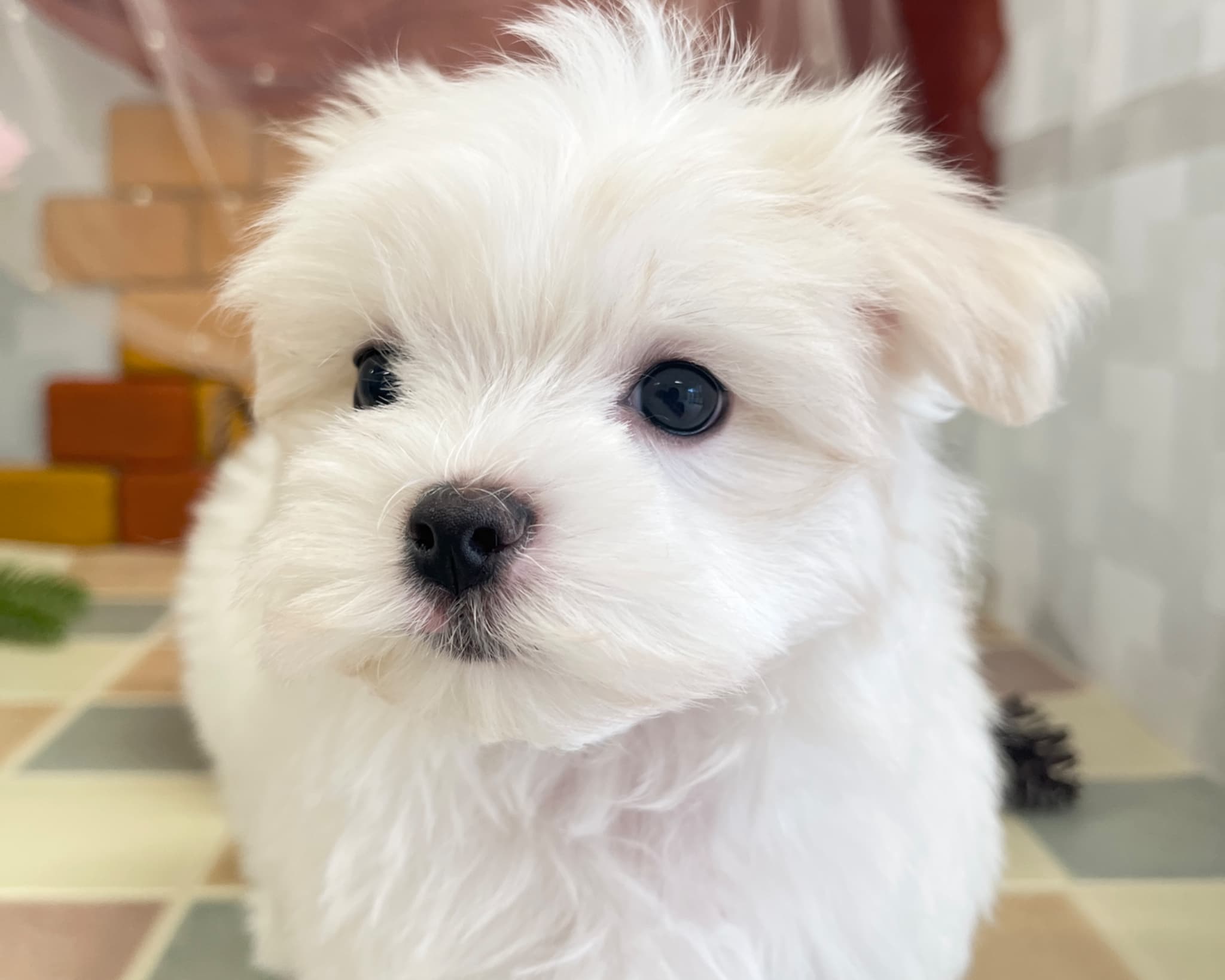 群馬県のマルチーズ (かねだいペットトライアル前橋/2025年9月29日生まれ/男の子/ホワイト)の子犬の4枚目の画像