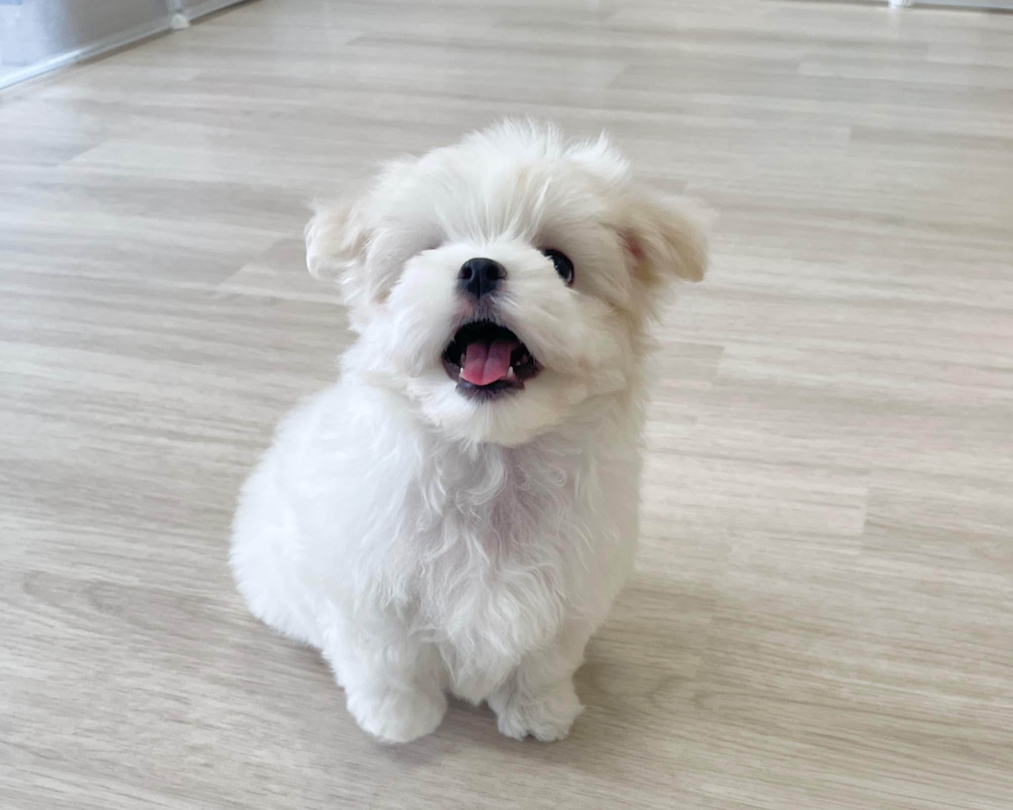 群馬県のマルチーズ (かねだいペットトライアル前橋/2025年9月29日生まれ/男の子/ホワイト)の子犬の3枚目の画像