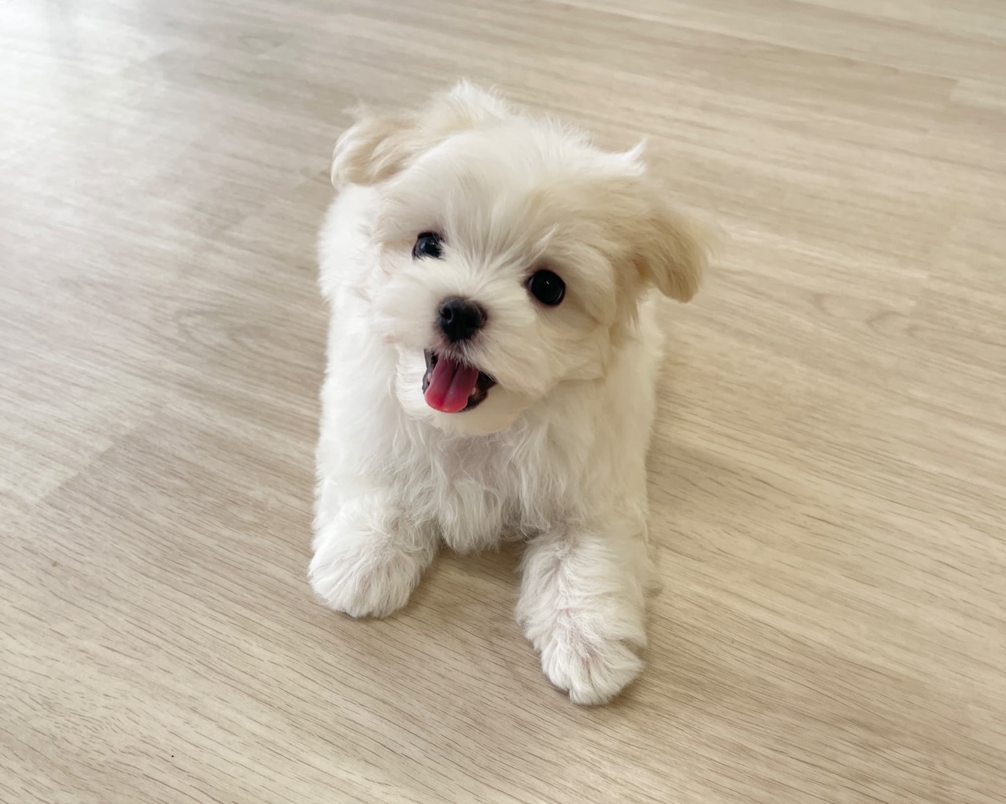 群馬県のマルチーズ (かねだいペットトライアル前橋/2025年9月29日生まれ/男の子/ホワイト)の子犬の1枚目の画像