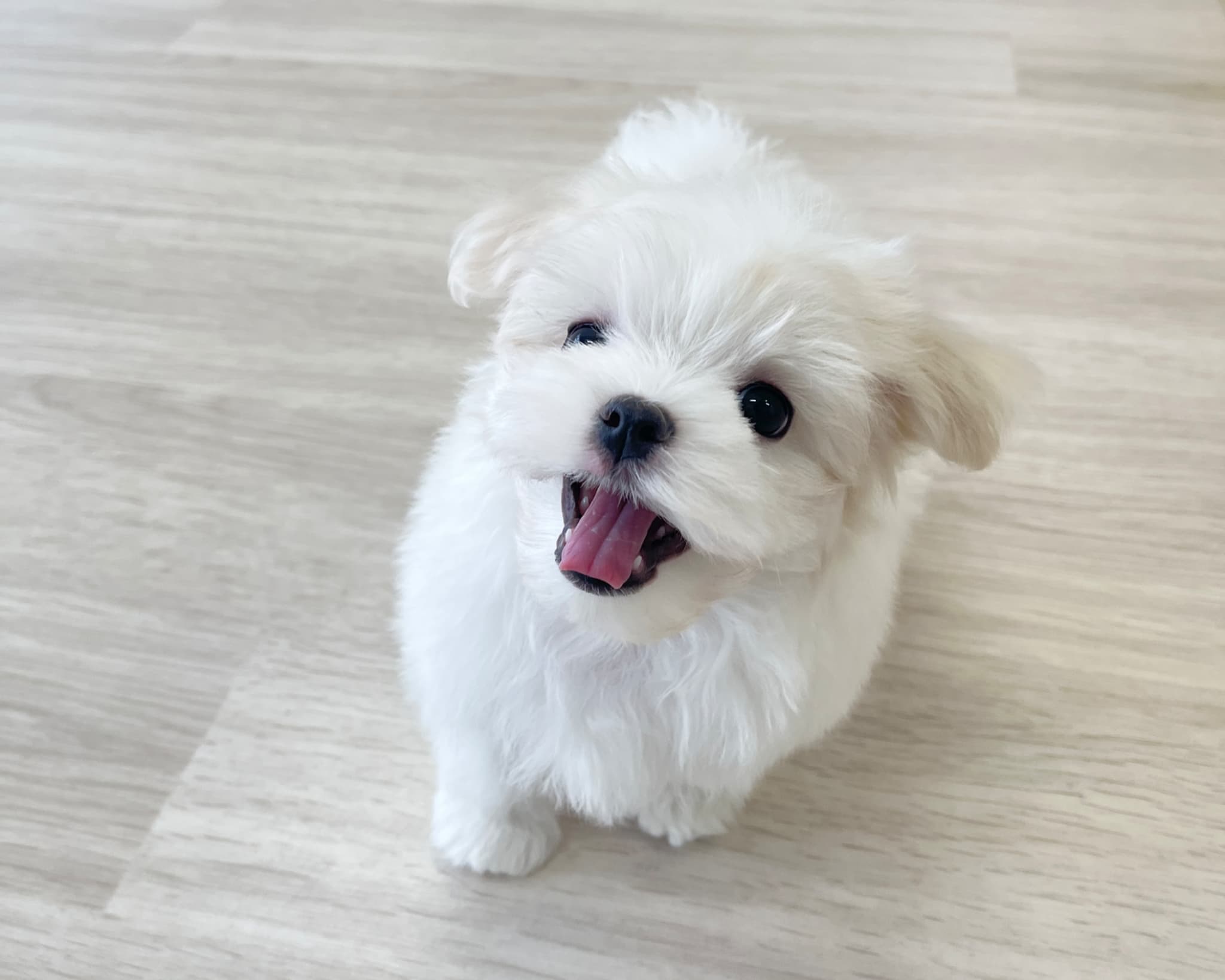 群馬県のマルチーズ (かねだいペットトライアル前橋/2025年9月29日生まれ/男の子/ホワイト)の子犬の2枚目の画像