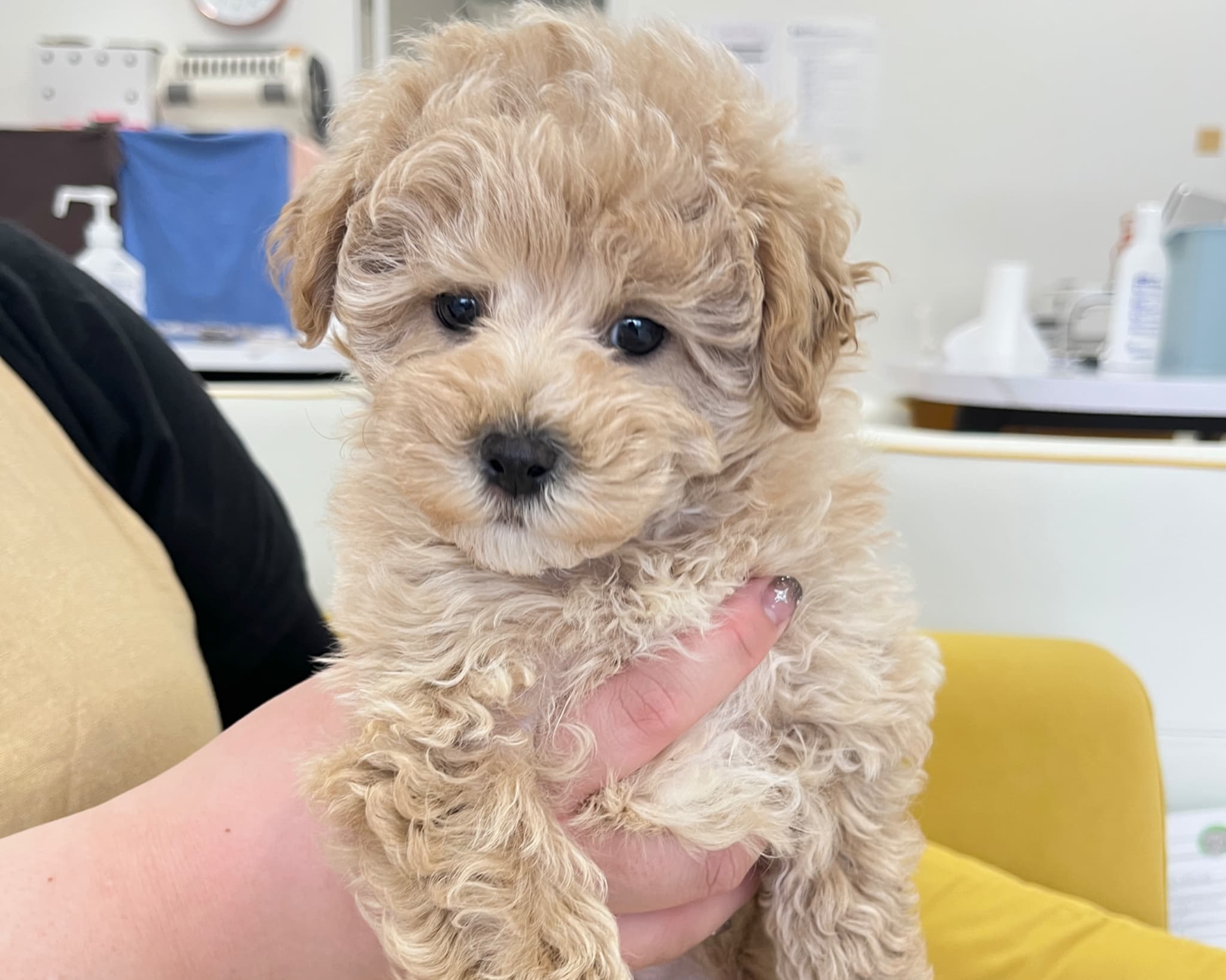 群馬県のハーフ犬・ミックス犬 (かねだいペットトライアル前橋/2025年10月5日生まれ/女の子/アプリコット)の子犬の3枚目の画像