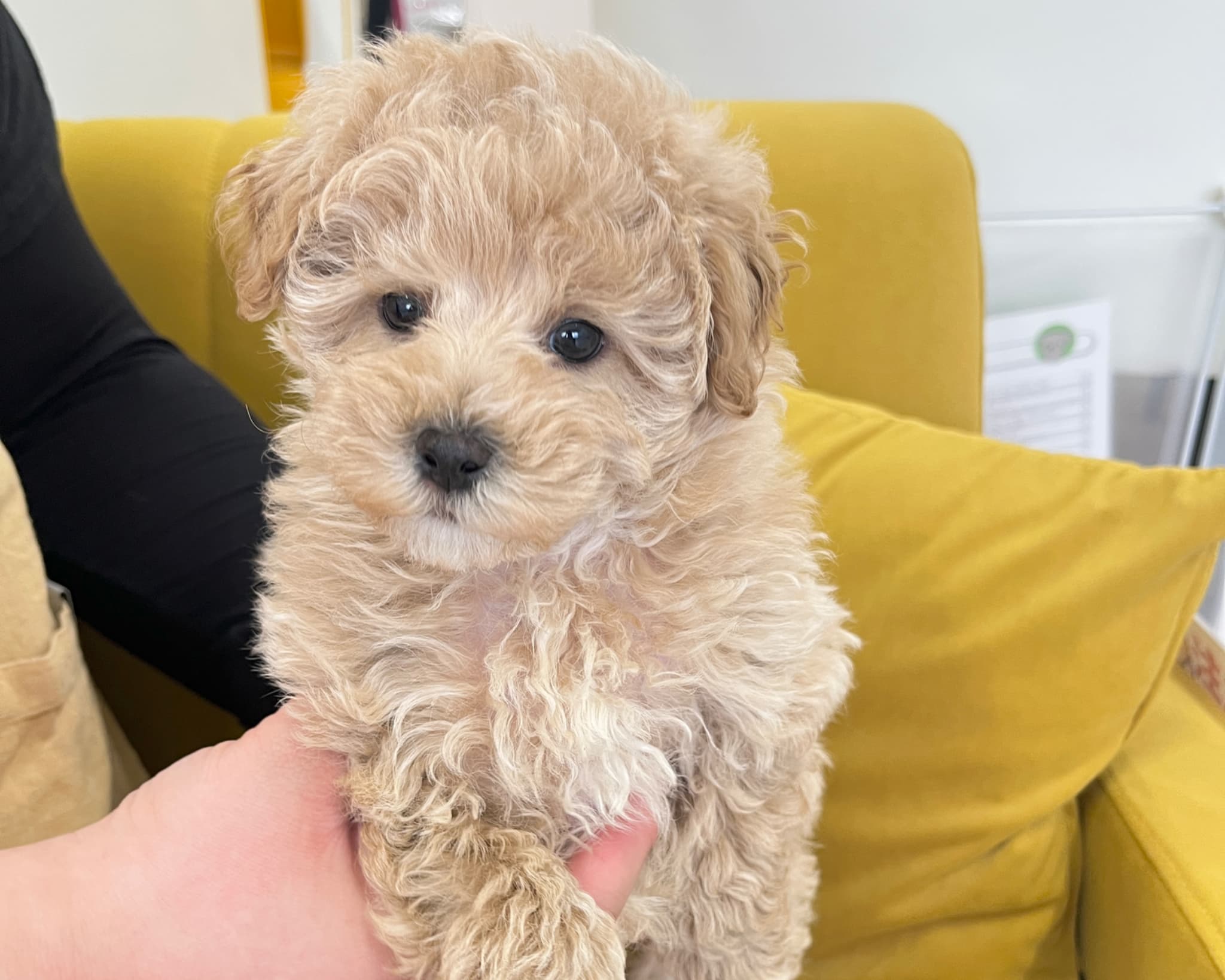 群馬県のハーフ犬・ミックス犬 (かねだいペットトライアル前橋/2025年10月5日生まれ/女の子/アプリコット)の子犬の2枚目の画像