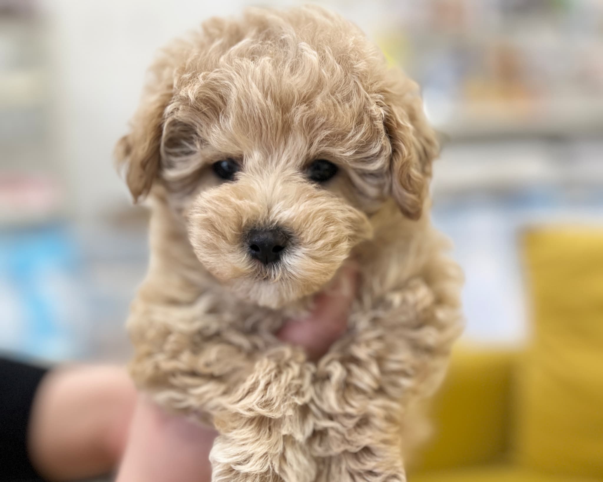 群馬県のハーフ犬・ミックス犬 (かねだいペットトライアル前橋/2025年10月5日生まれ/女の子/アプリコット)の子犬の4枚目の画像