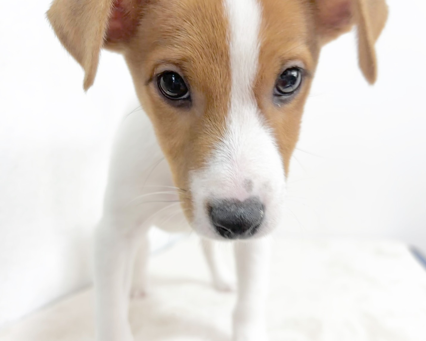 群馬県のジャックラッセルテリア (かねだいペットトライアル桐生/2025年9月27日生まれ/男の子/ホワイトタン)の子犬の3枚目の画像