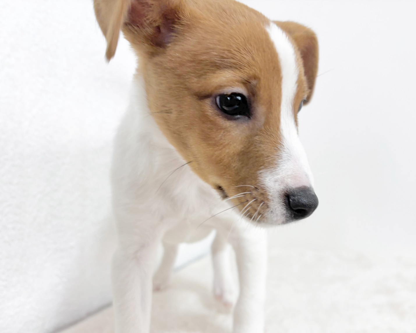 群馬県のジャックラッセルテリア (かねだいペットトライアル桐生/2025年9月27日生まれ/男の子/ホワイトタン)の子犬の4枚目の画像