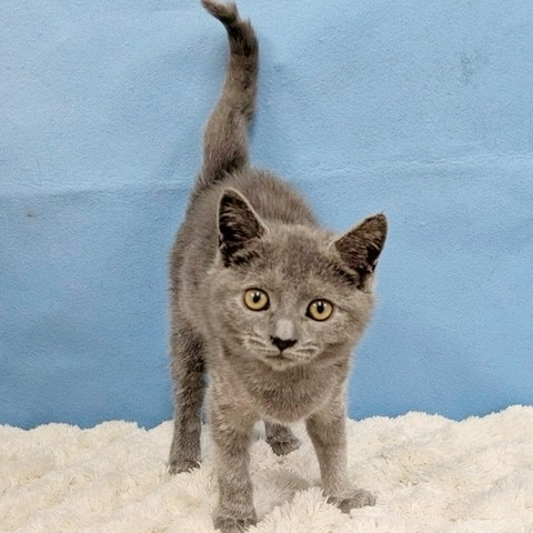 千葉県のスコティッシュフォールド (かねだい四街道店/2025年9月5日生まれ/女の子/ブルー)の子猫の1枚目の画像