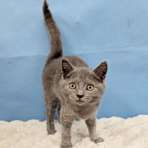 千葉県のスコティッシュフォールド (かねだい四街道店/2025年9月5日生まれ/女の子/ブルー)の子猫の2枚目の画像
