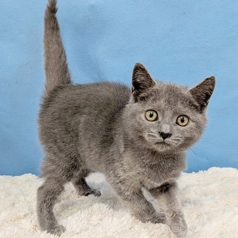 千葉県のスコティッシュフォールド (かねだい四街道店/2025年9月5日生まれ/女の子/ブルー)の子猫の3枚目の画像