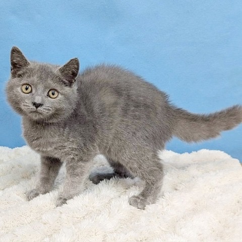 千葉県のスコティッシュフォールド (かねだい四街道店/2025年9月5日生まれ/女の子/ブルー)の子猫の4枚目の画像