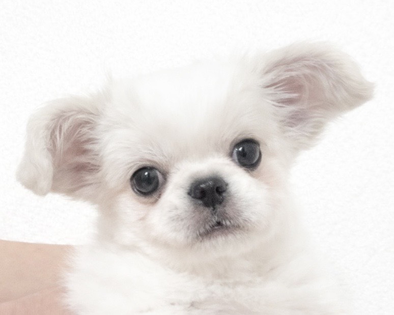 群馬県のチワワ（L）×ペキニーズ (かねだいペットトライアル桐生/2025年10月5日生まれ/男の子/ホワイト)の子犬の2枚目の画像