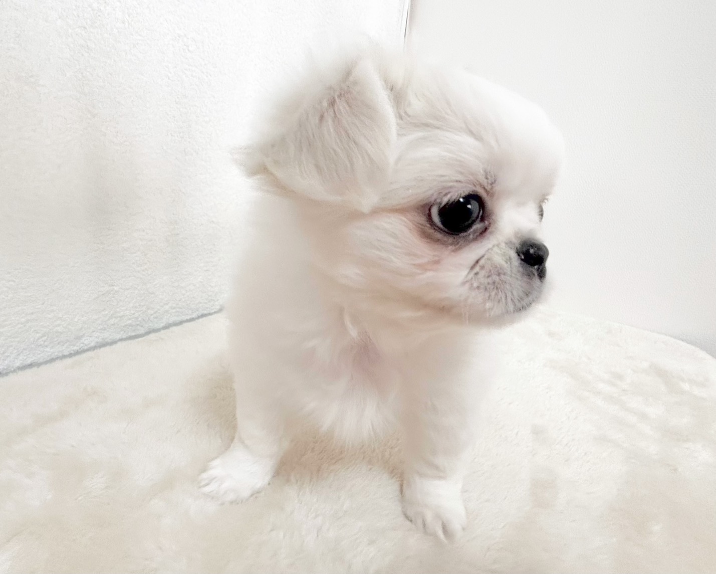群馬県のチワワ（L）×ペキニーズ (かねだいペットトライアル桐生/2025年10月5日生まれ/男の子/ホワイト)の子犬の3枚目の画像