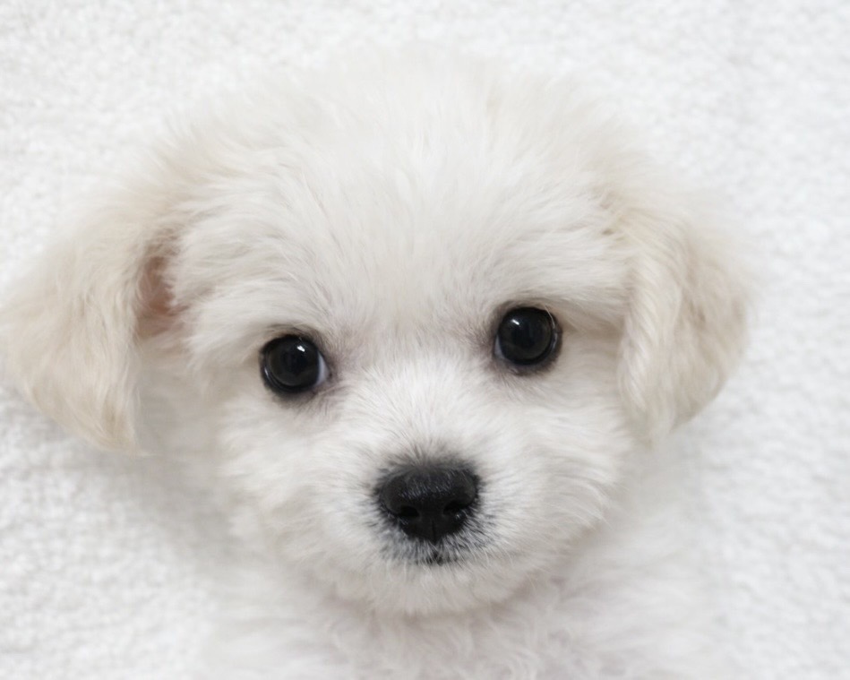 群馬県のチワワ（L）×ビションフリーゼ (かねだいペットトライアル桐生/2025年10月4日生まれ/女の子/ホワイト)の子犬の2枚目の画像