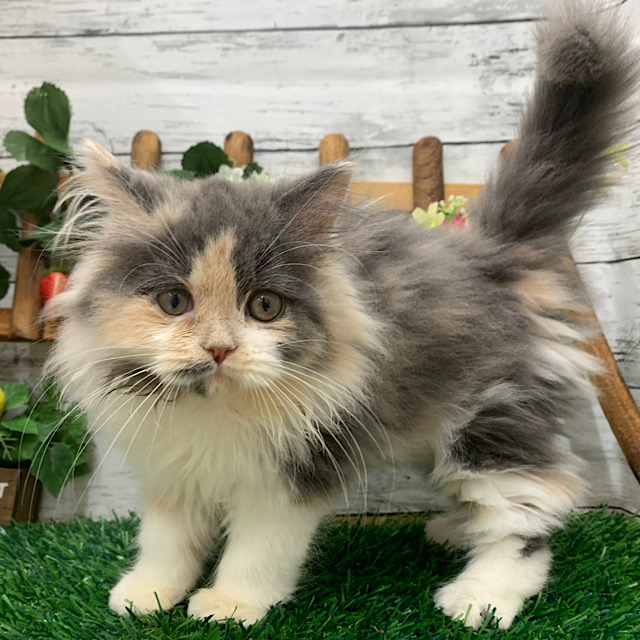 埼玉県のスコティッシュフォールド (かねだい所沢店/2025年10月21日生まれ/女の子/ダイリュートキャリコ)の子猫の2枚目の画像