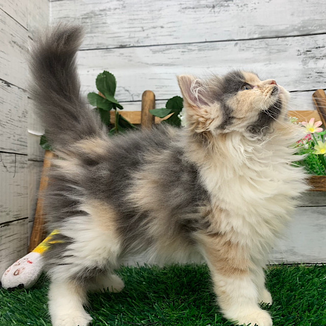 埼玉県のスコティッシュフォールド (かねだい所沢店/2025年10月21日生まれ/女の子/ダイリュートキャリコ)の子猫の3枚目の画像