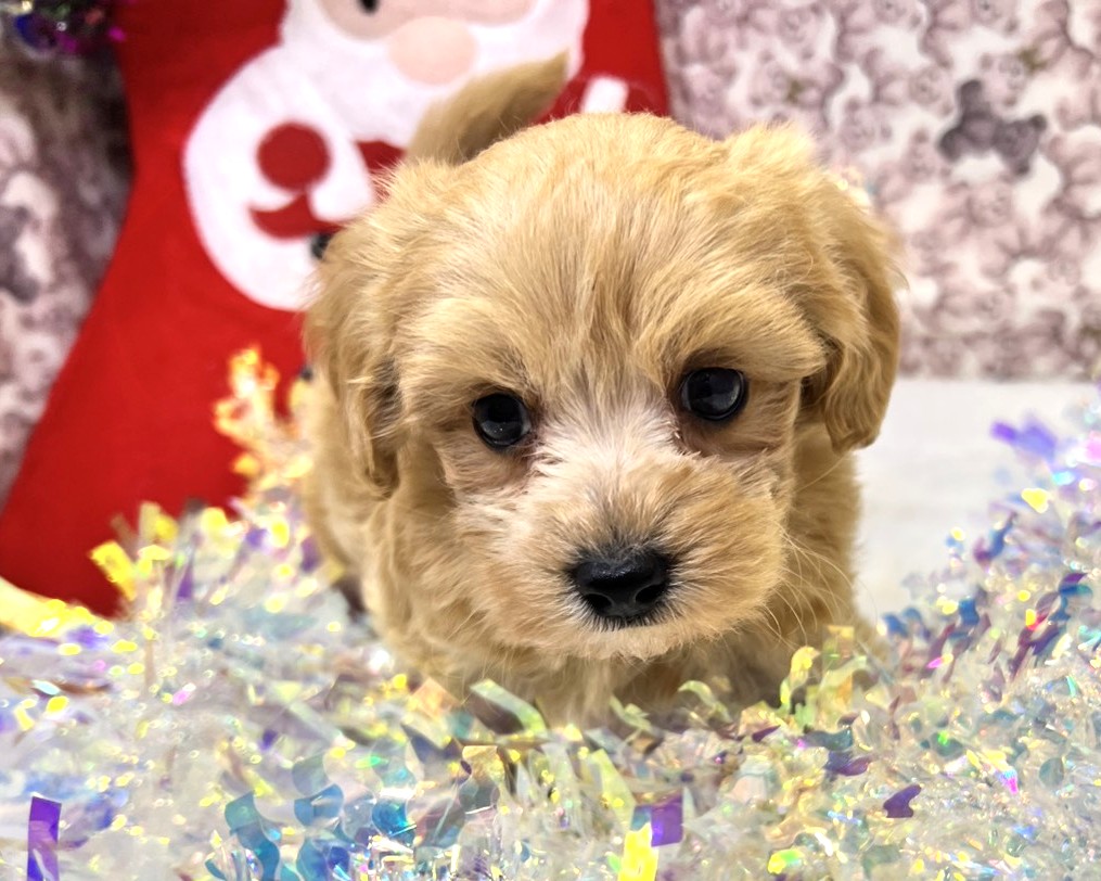 茨城県のマルプー(マルチーズ×プードル) (かねだいペットトライアル利根川/2025年10月17日生まれ/男の子/アプリコット)の子犬の4枚目の画像