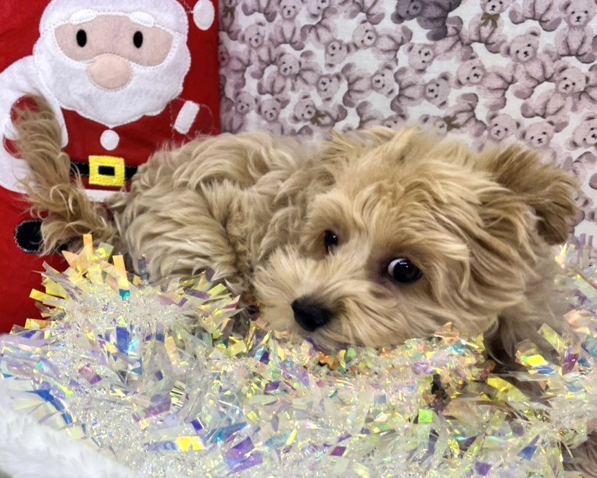 茨城県のマルプー(マルチーズ×プードル) (かねだいペットトライアル利根川/2025年8月16日生まれ/男の子/クリーム)の子犬の1枚目の画像