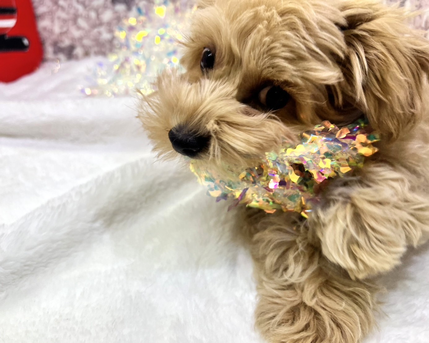 茨城県のマルプー(マルチーズ×プードル) (かねだいペットトライアル利根川/2025年8月16日生まれ/男の子/クリーム)の子犬の2枚目の画像