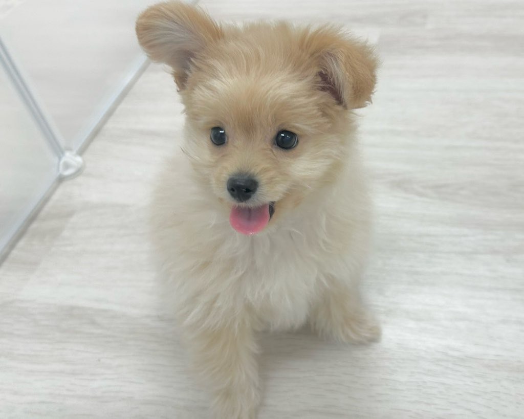 群馬県のハーフ犬・ミックス犬 (かねだいペットトライアル前橋/2025年9月29日生まれ/男の子/アプリコット)の子犬の3枚目の画像