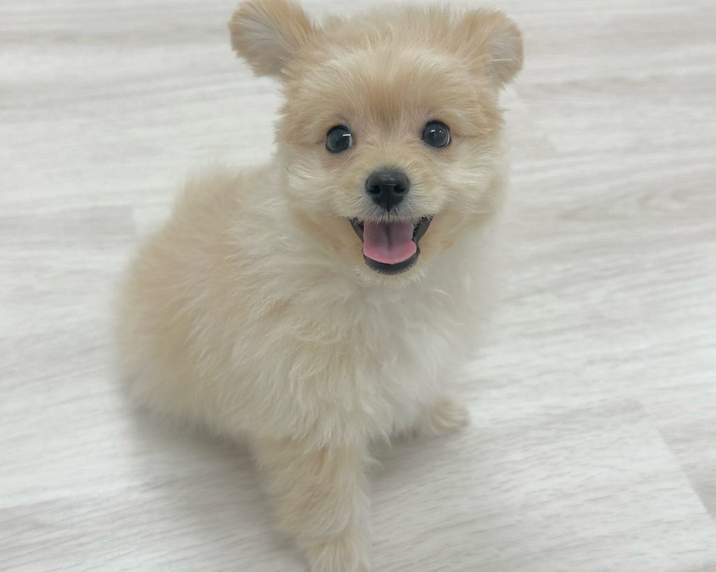 群馬県のハーフ犬・ミックス犬 (かねだいペットトライアル前橋/2025年9月29日生まれ/男の子/アプリコット)の子犬の4枚目の画像