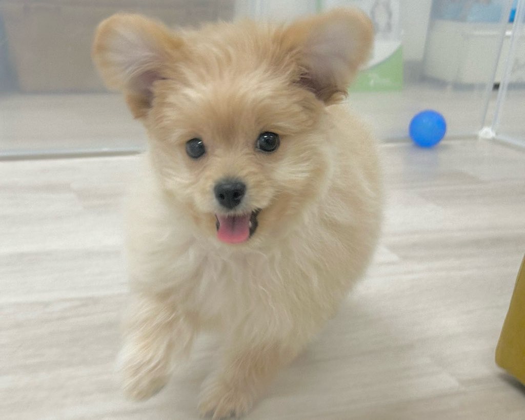 群馬県のハーフ犬・ミックス犬 (かねだいペットトライアル前橋/2025年9月29日生まれ/男の子/アプリコット)の子犬の1枚目の画像