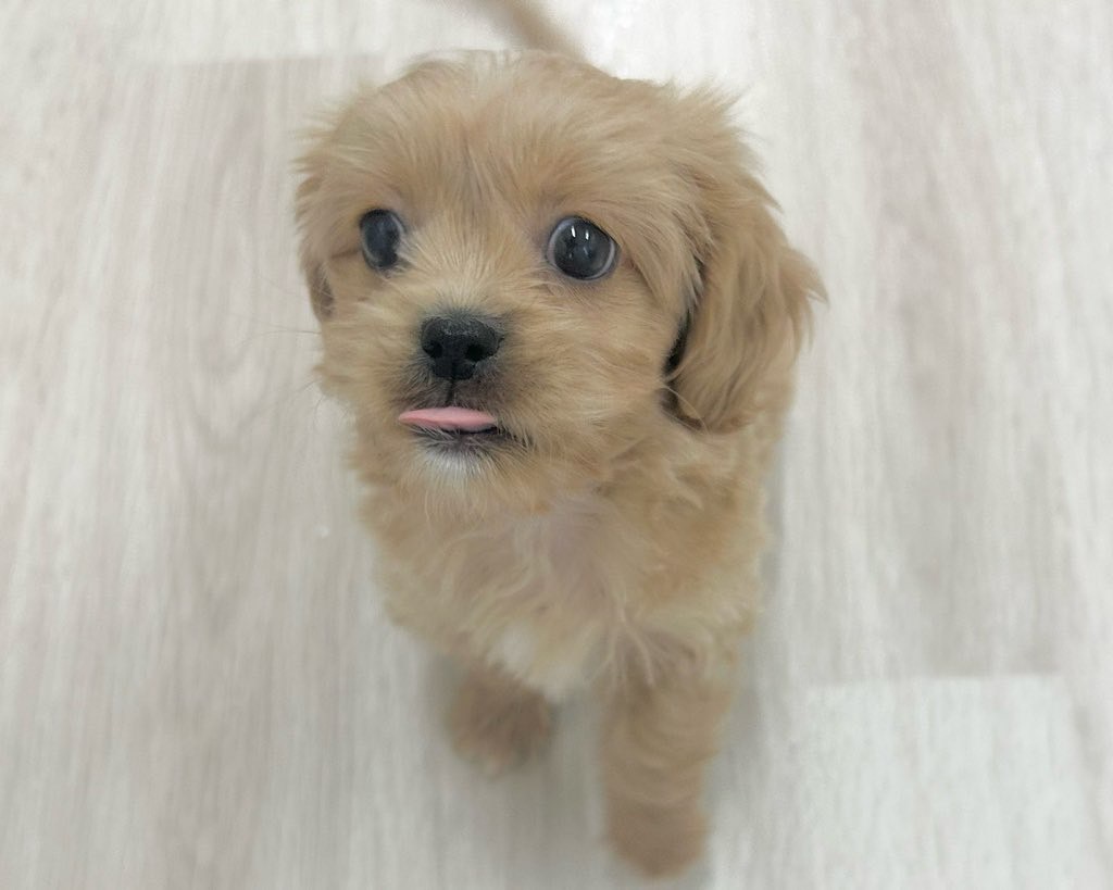 群馬県のペキプー(ペキニーズ×プードル) (かねだいペットトライアル前橋/2025年10月13日生まれ/男の子/クリーム)の子犬の2枚目の画像