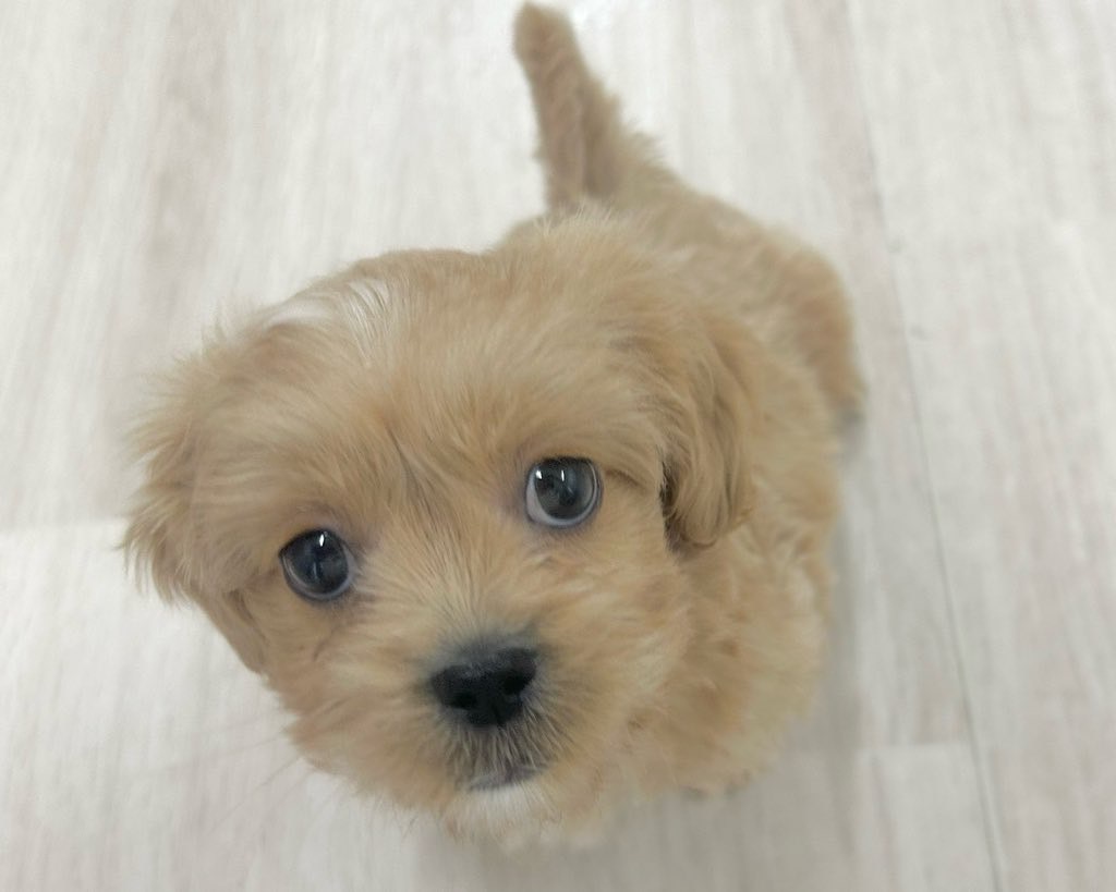 群馬県のペキプー(ペキニーズ×プードル) (かねだいペットトライアル前橋/2025年10月13日生まれ/男の子/クリーム)の子犬の4枚目の画像