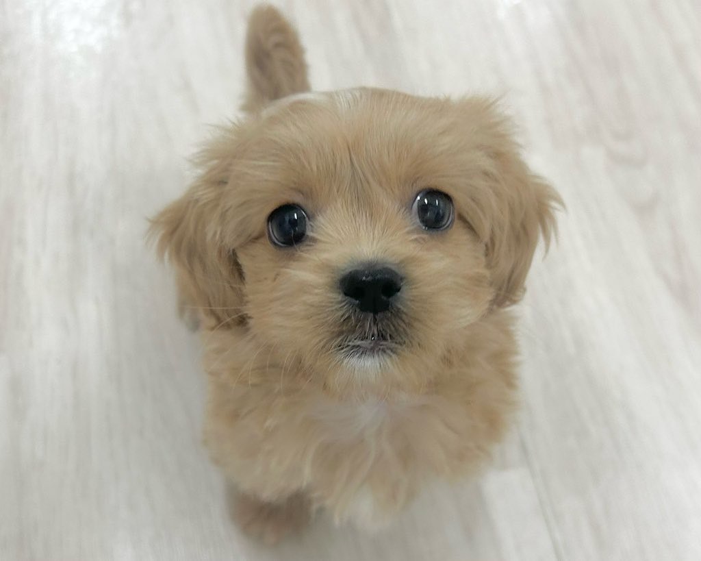 群馬県のペキプー(ペキニーズ×プードル) (かねだいペットトライアル前橋/2025年10月13日生まれ/男の子/クリーム)の子犬の1枚目の画像