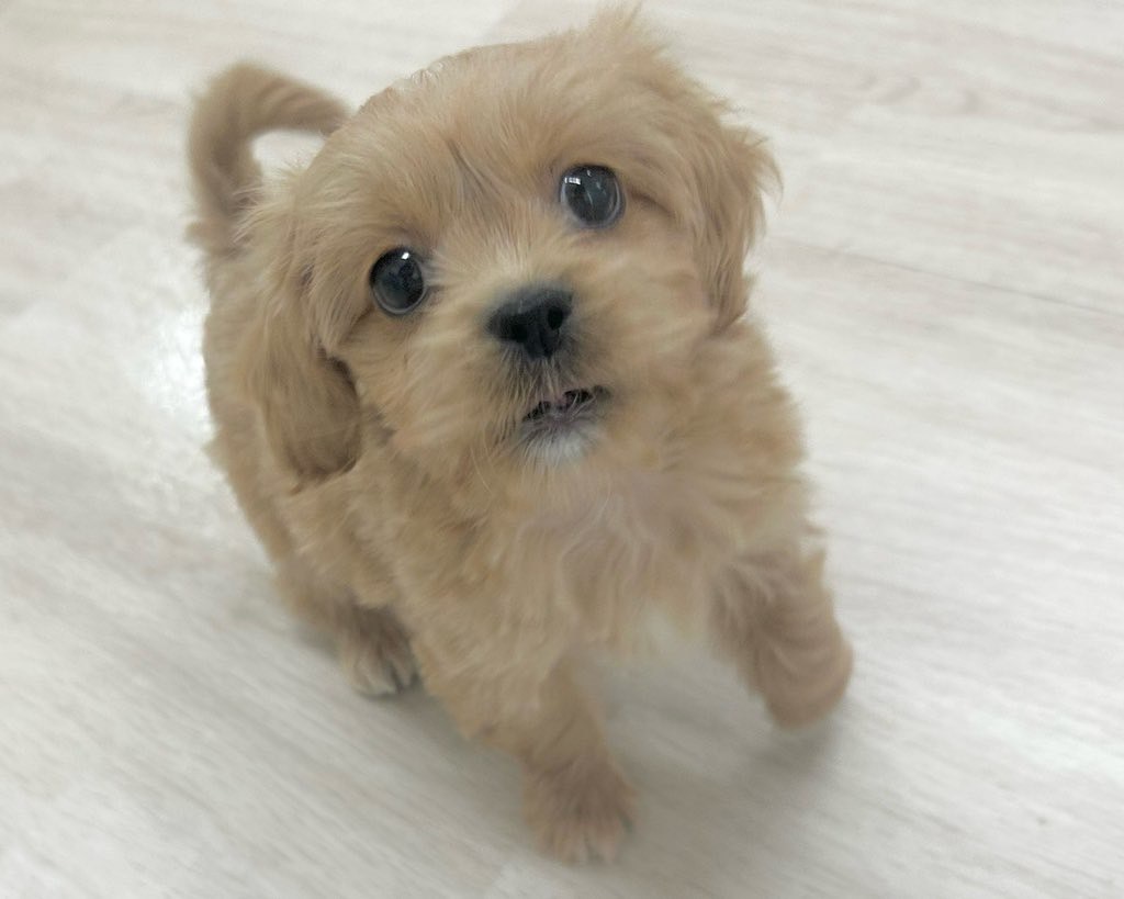 群馬県のペキプー(ペキニーズ×プードル) (かねだいペットトライアル前橋/2025年10月13日生まれ/男の子/クリーム)の子犬の3枚目の画像