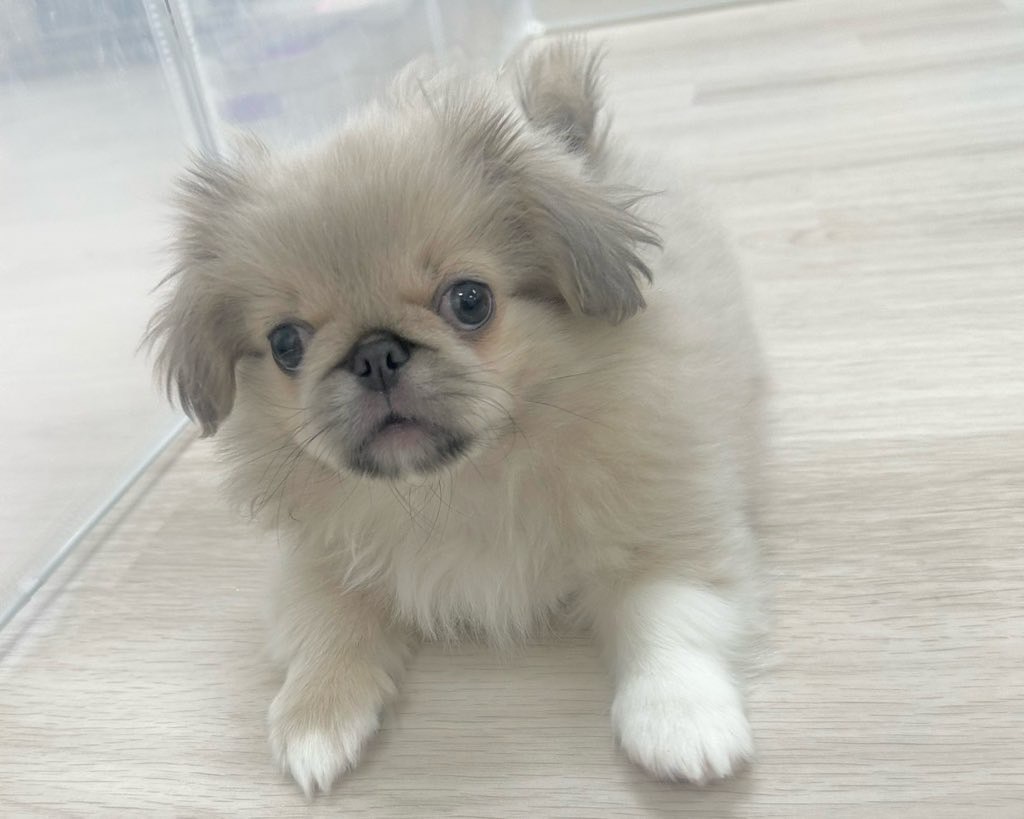 群馬県のペキニーズ (かねだいペットトライアル前橋/2025年10月5日生まれ/男の子/フォーン)の子犬の3枚目の画像
