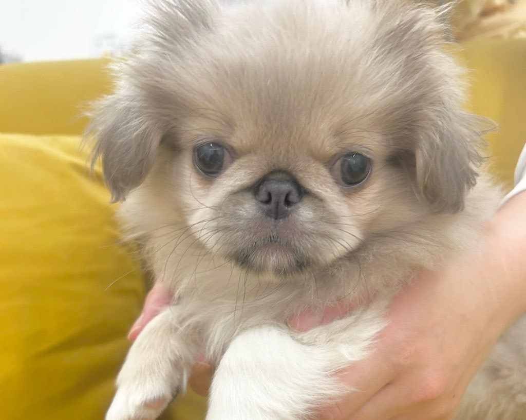 群馬県のペキニーズ (かねだいペットトライアル前橋/2025年10月5日生まれ/男の子/フォーン)の子犬の2枚目の画像