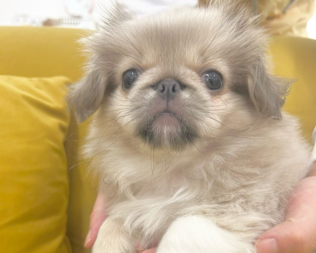 群馬県のペキニーズ (かねだいペットトライアル前橋/2025年10月5日生まれ/男の子/フォーン)の子犬の1枚目の画像