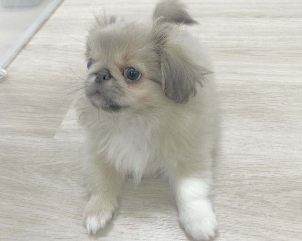 群馬県のペキニーズ (かねだいペットトライアル前橋/2025年10月5日生まれ/男の子/フォーン)の子犬の4枚目の画像
