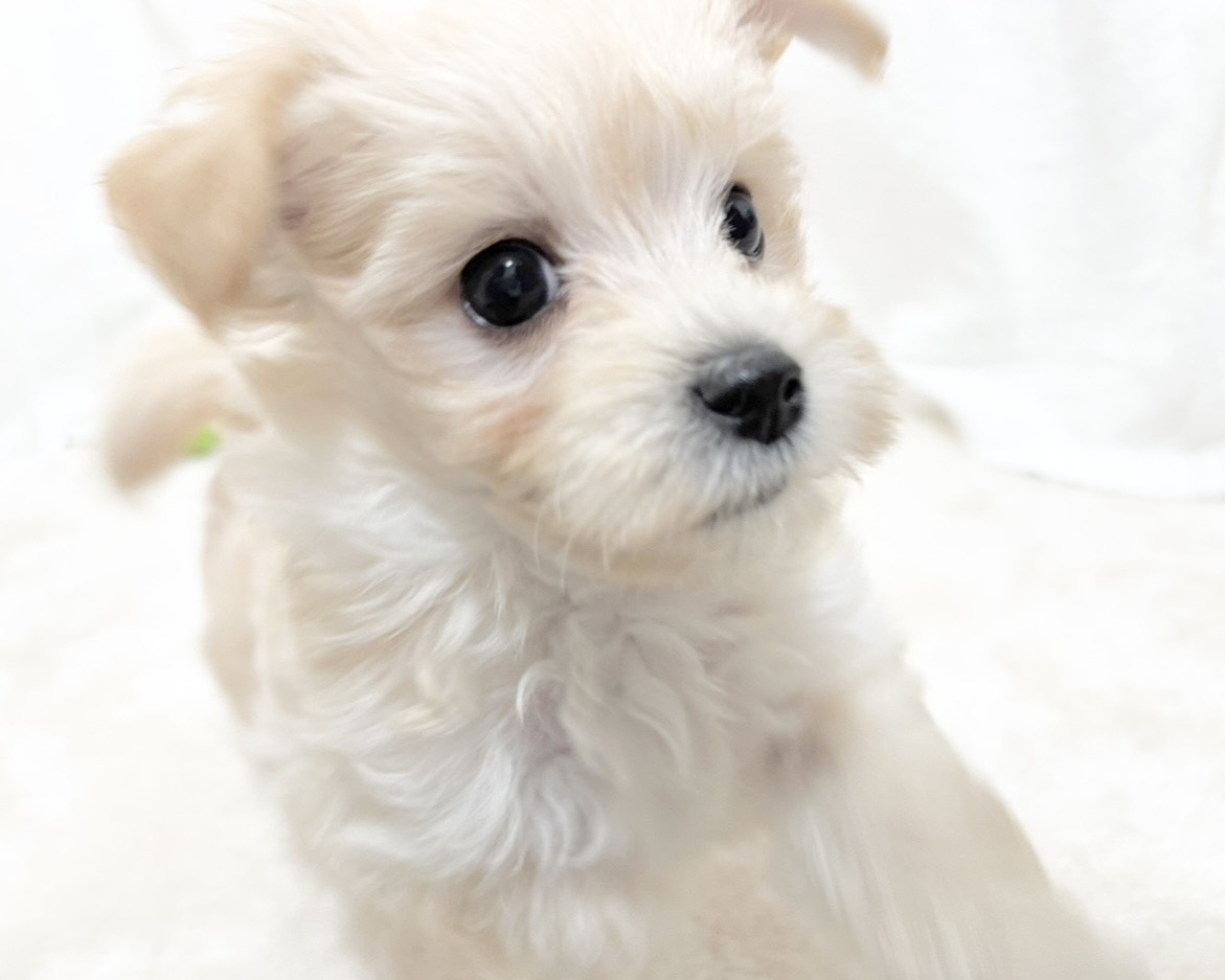 群馬県のマルプー(マルチーズ×プードル) (かねだいペットトライアル桐生/2025年10月14日生まれ/男の子/クリーム)の子犬の4枚目の画像