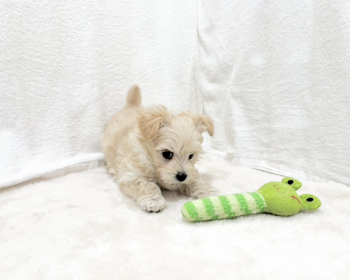 群馬県のマルプー(マルチーズ×プードル) (かねだいペットトライアル桐生/2025年10月14日生まれ/男の子/クリーム)の子犬の2枚目の画像