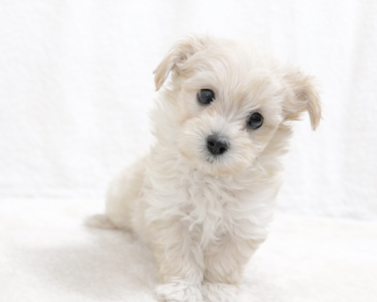 群馬県のマルプー(マルチーズ×プードル) (かねだいペットトライアル桐生/2025年10月14日生まれ/男の子/クリーム)の子犬の1枚目の画像