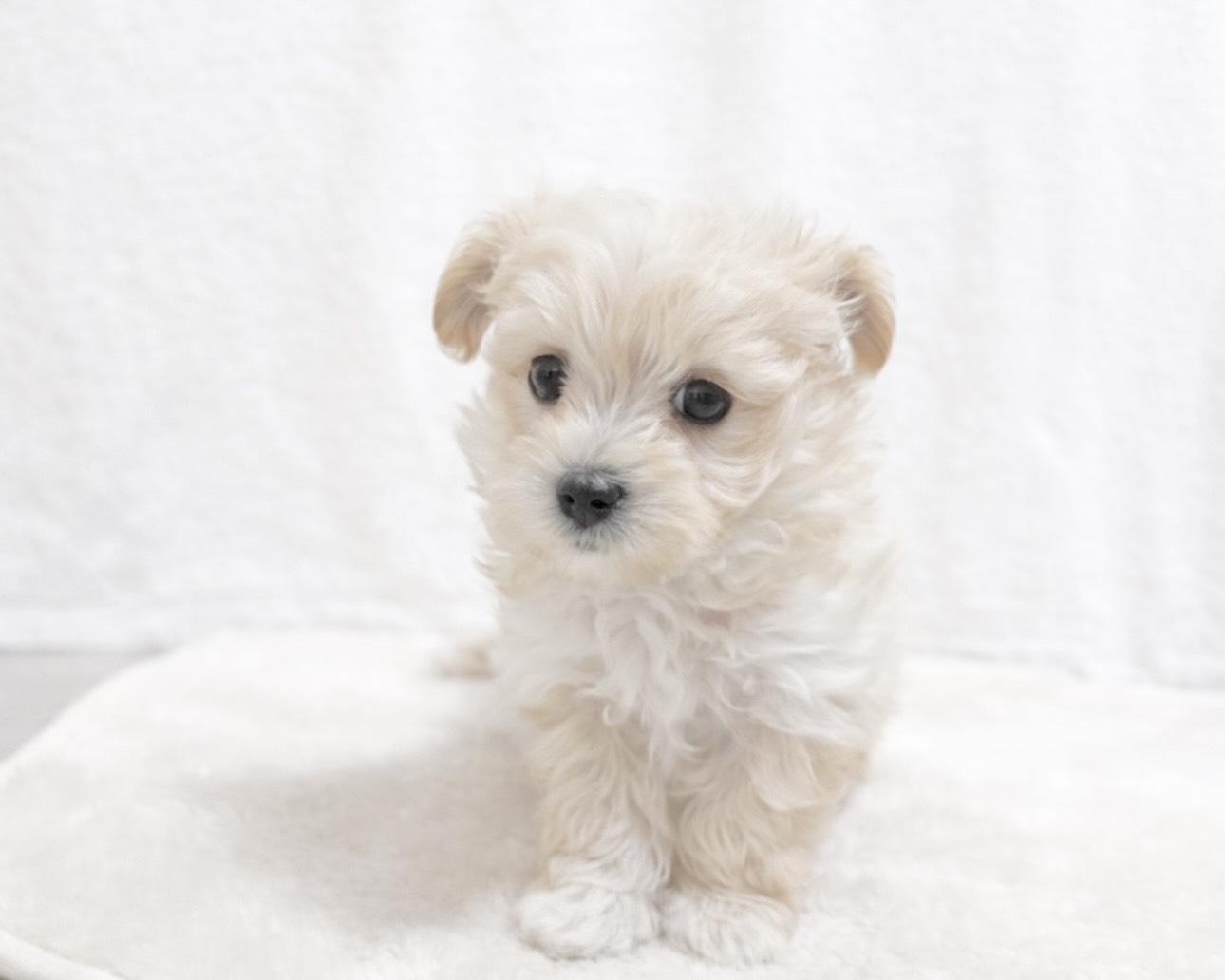 群馬県のマルプー(マルチーズ×プードル) (かねだいペットトライアル桐生/2025年10月14日生まれ/男の子/クリーム)の子犬の3枚目の画像