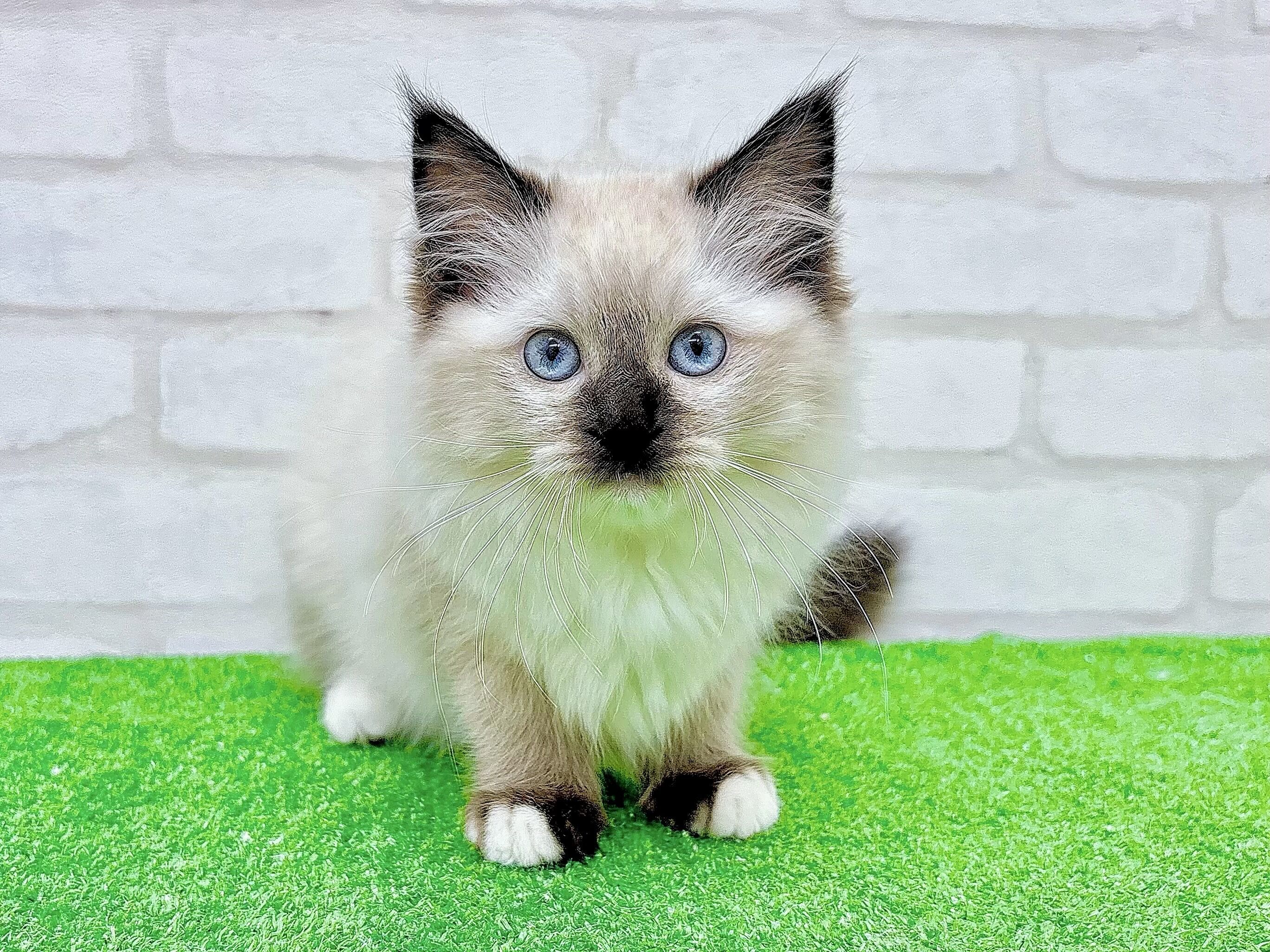 東京都のラグドール (かねだい立川店/2025年10月5日生まれ/女の子/シールポイントミテッド)の子猫の2枚目の画像