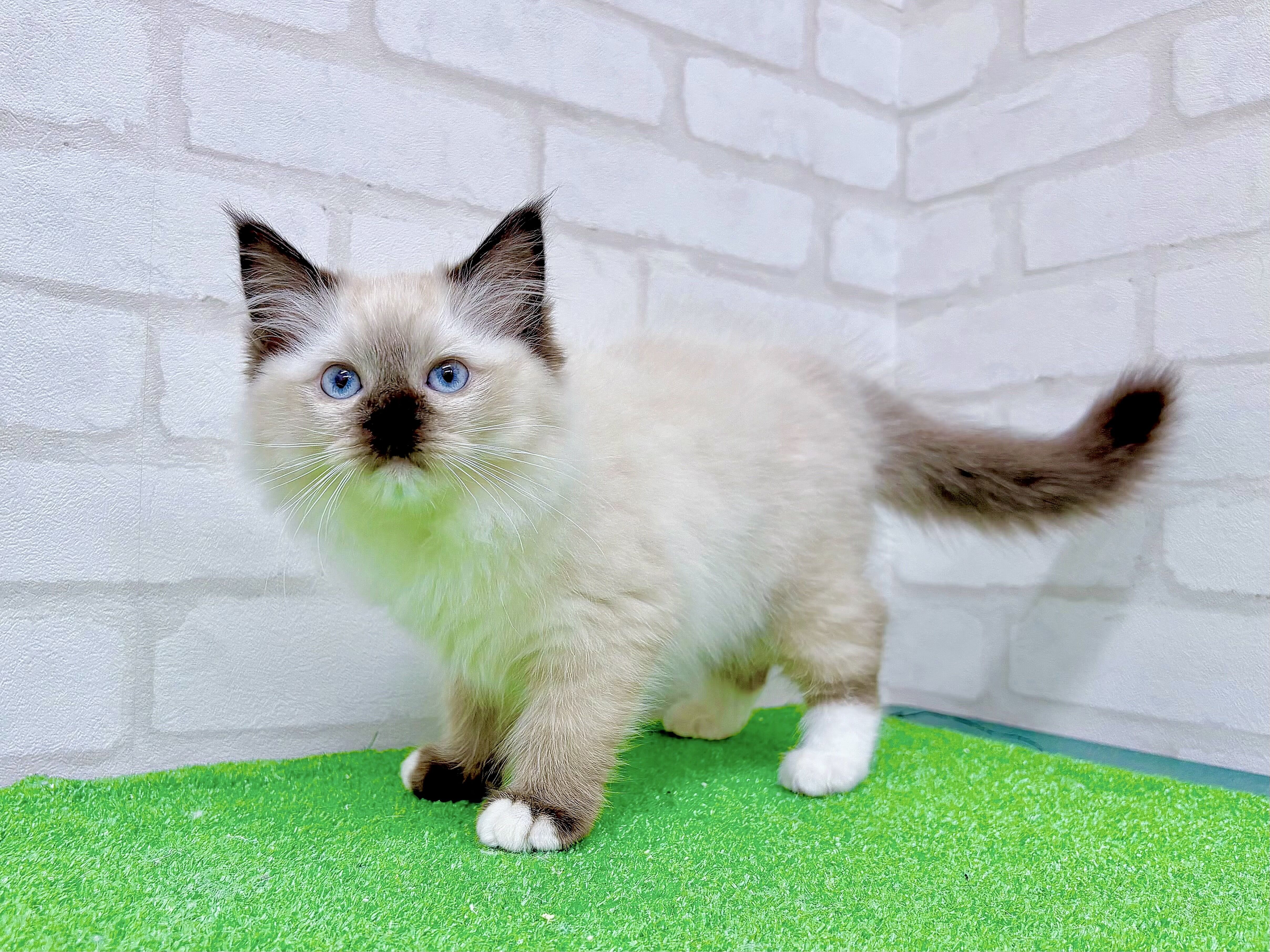 東京都のラグドール (かねだい立川店/2025年10月5日生まれ/女の子/シールポイントミテッド)の子猫の3枚目の画像