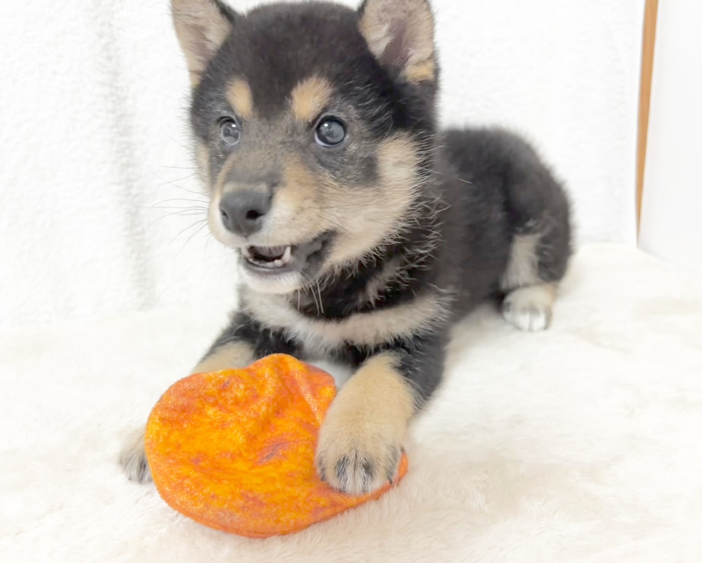 群馬県の柴犬(標準サイズ) (かねだいペットトライアル桐生/2025年9月21日生まれ/女の子/黒)の子犬の4枚目の画像