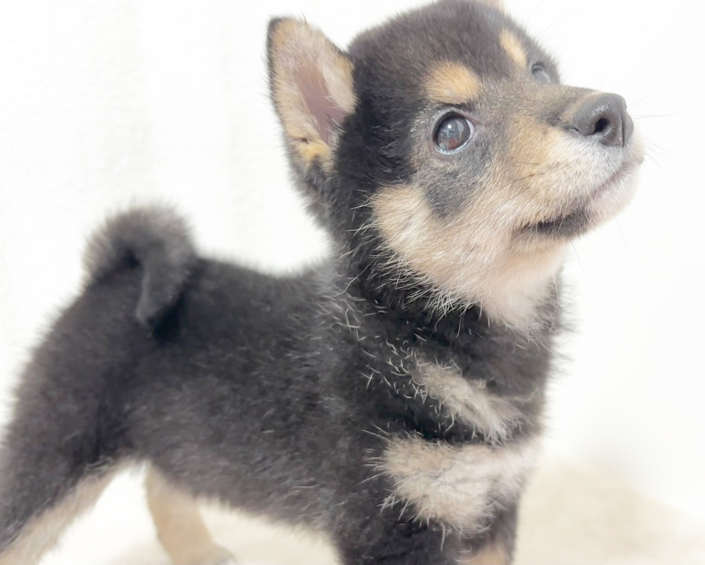 群馬県の柴犬(標準サイズ) (かねだいペットトライアル桐生/2025年9月21日生まれ/女の子/黒)の子犬の2枚目の画像