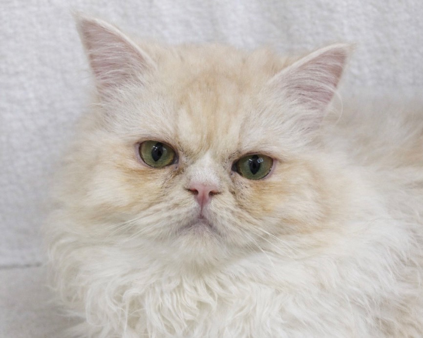 群馬県のラガマフィン (かねだいペットトライアル桐生/2025年6月6日生まれ/男の子/クリームタビーホワイト)の子猫の4枚目の画像