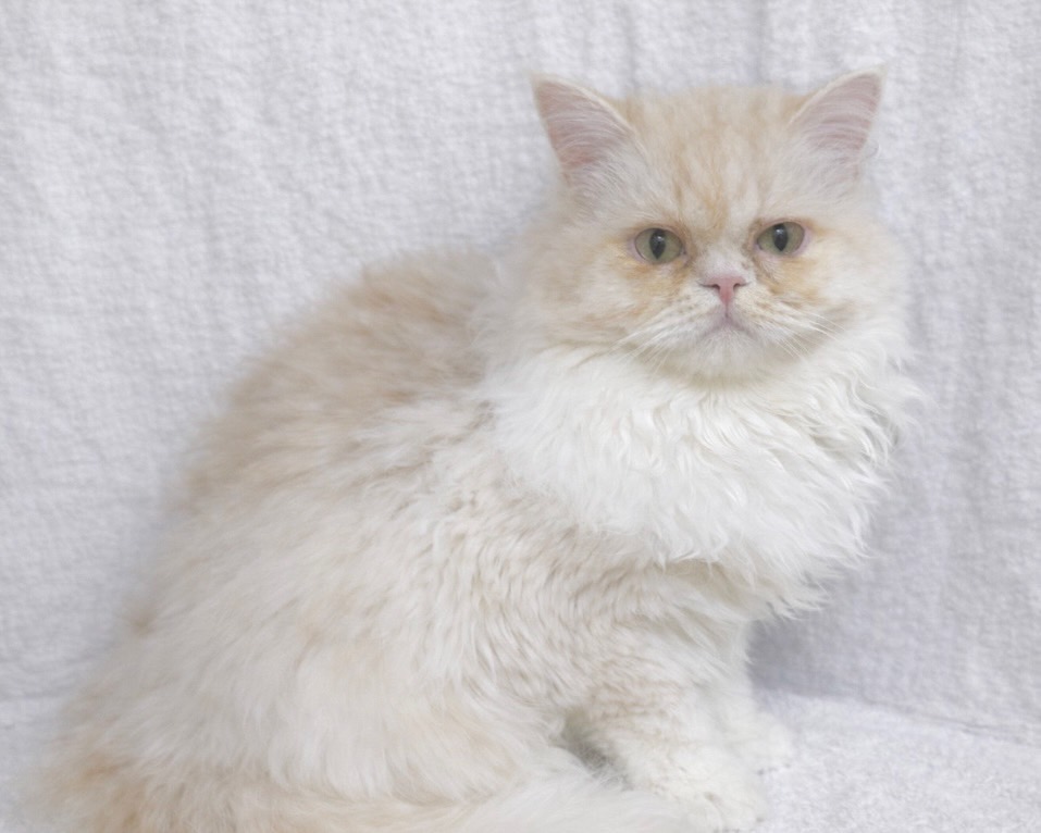 群馬県のラガマフィン (かねだいペットトライアル桐生/2025年6月6日生まれ/男の子/クリームタビーホワイト)の子猫の1枚目の画像