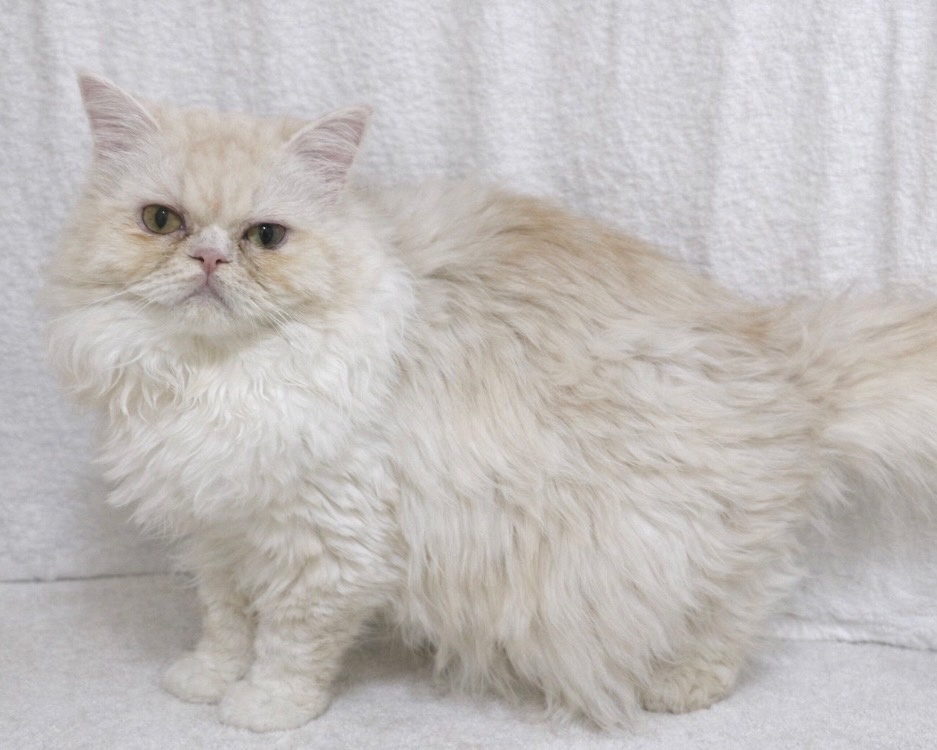 群馬県のラガマフィン (かねだいペットトライアル桐生/2025年6月6日生まれ/男の子/クリームタビーホワイト)の子猫の3枚目の画像